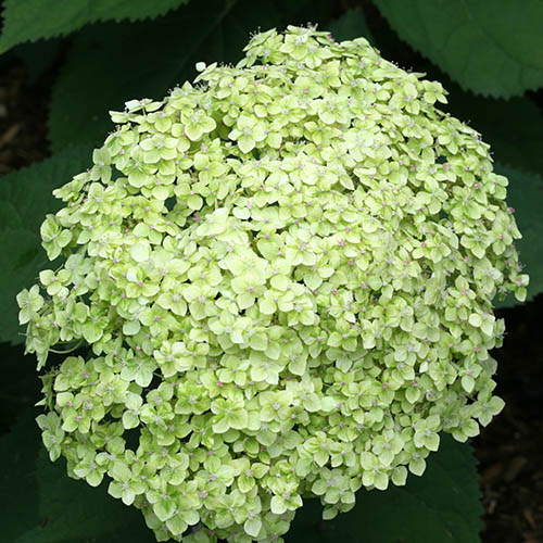 Les Hortensias du Haut Bois Lime Rickey hortensia arborescent