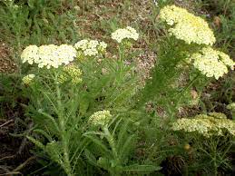 Passion Vivaces Achillea nobilis achillée plante vivace soleil