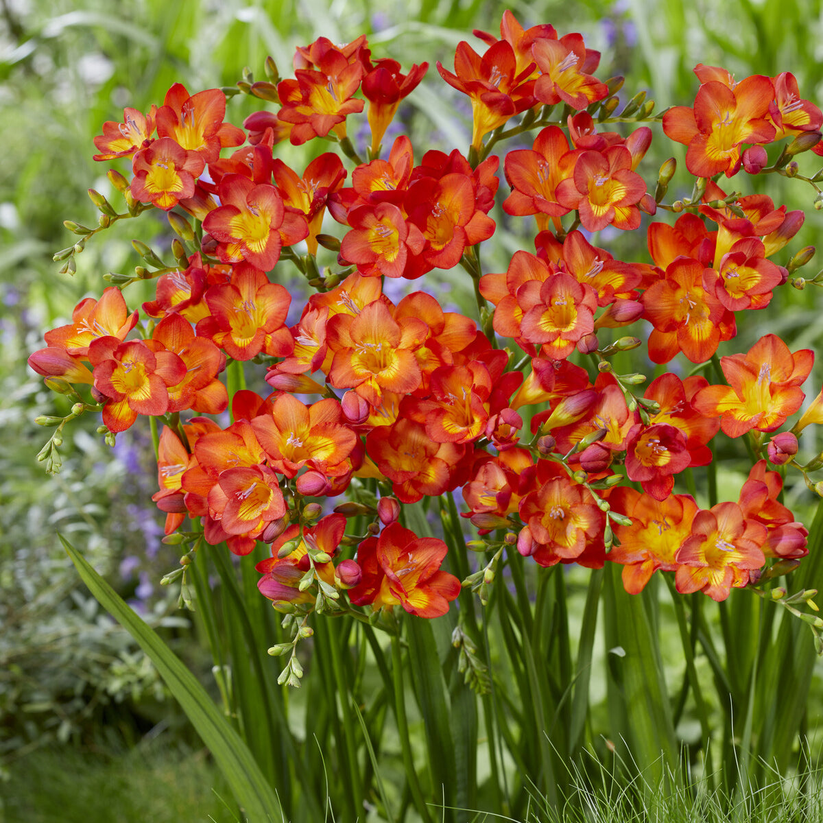 Bakker Freesia Simple Rouge bulbe fleur 15 bulbes parfumée
