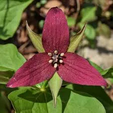 Passion Vivaces Trillium erectum plante vivace trille rouge ombre