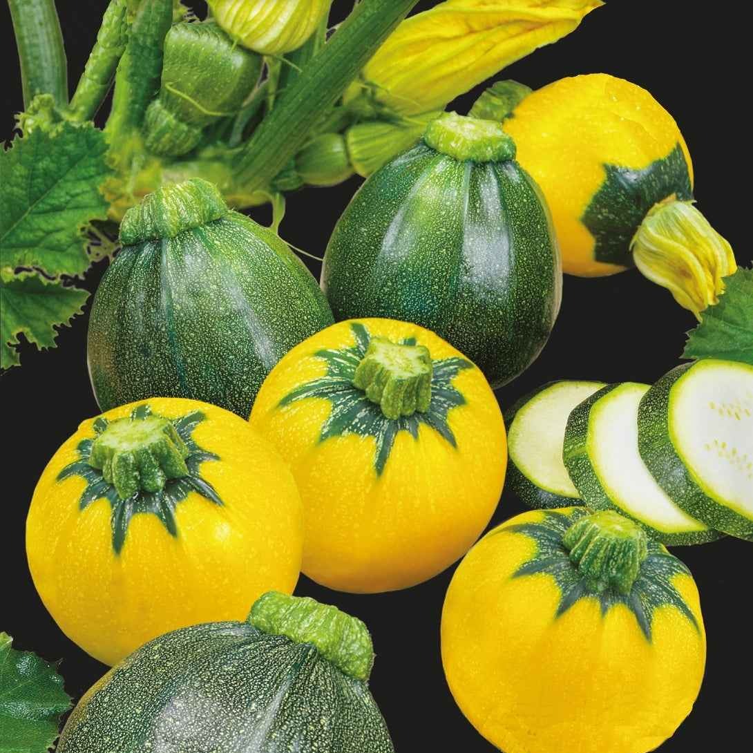 Bakker Courgette Eight & One Ball F1 graines sachet 8 graines
