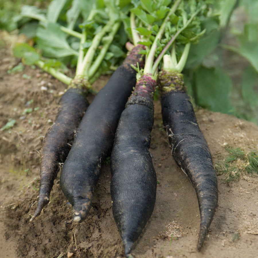 Bakker Potager Radis Noir Gros Long d'Hiver sachet 10g