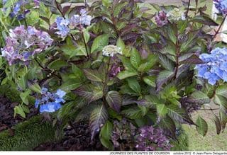 Les Hortensias du Haut Bois Chinensis hortensia serrata godet