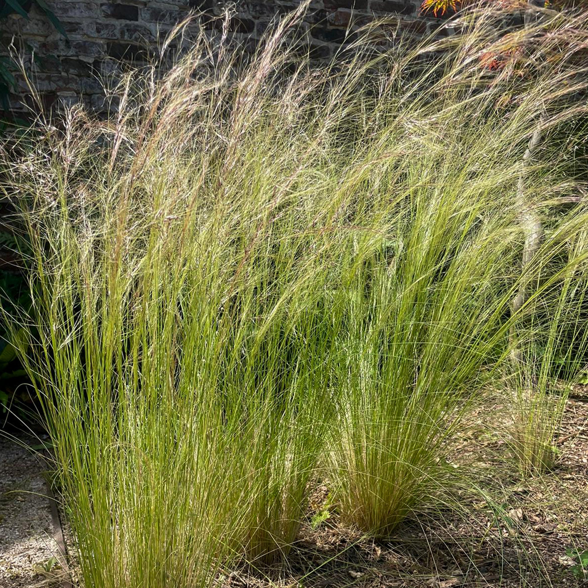 Bakker Cheveux d'Ange Stipa graminée pot Ø 9cm soleil