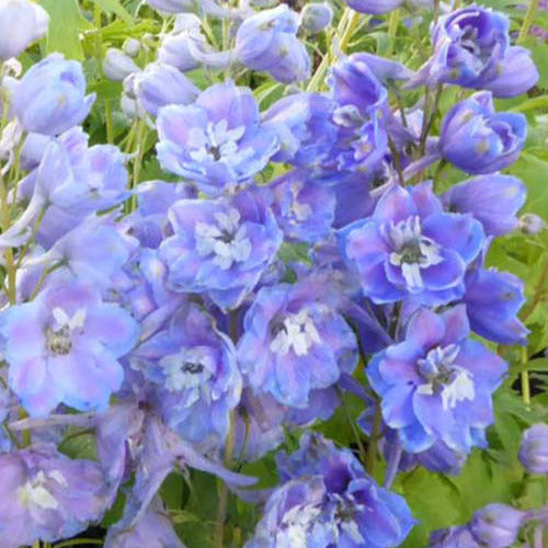 Bakker Delphinium géants Cameliard vivace pot Ø9cm violet