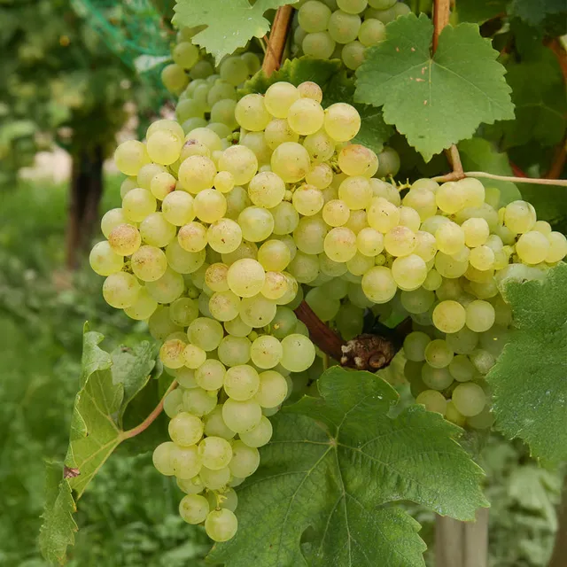 Bakker Fruitiers Chasselas de Fontainebleau vigne motte 2 ans