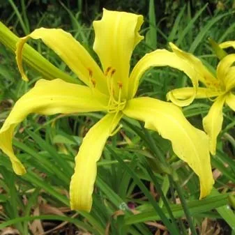 Hemerocallis Lacy Marionnette hémérocalle pot 1 L jaune
