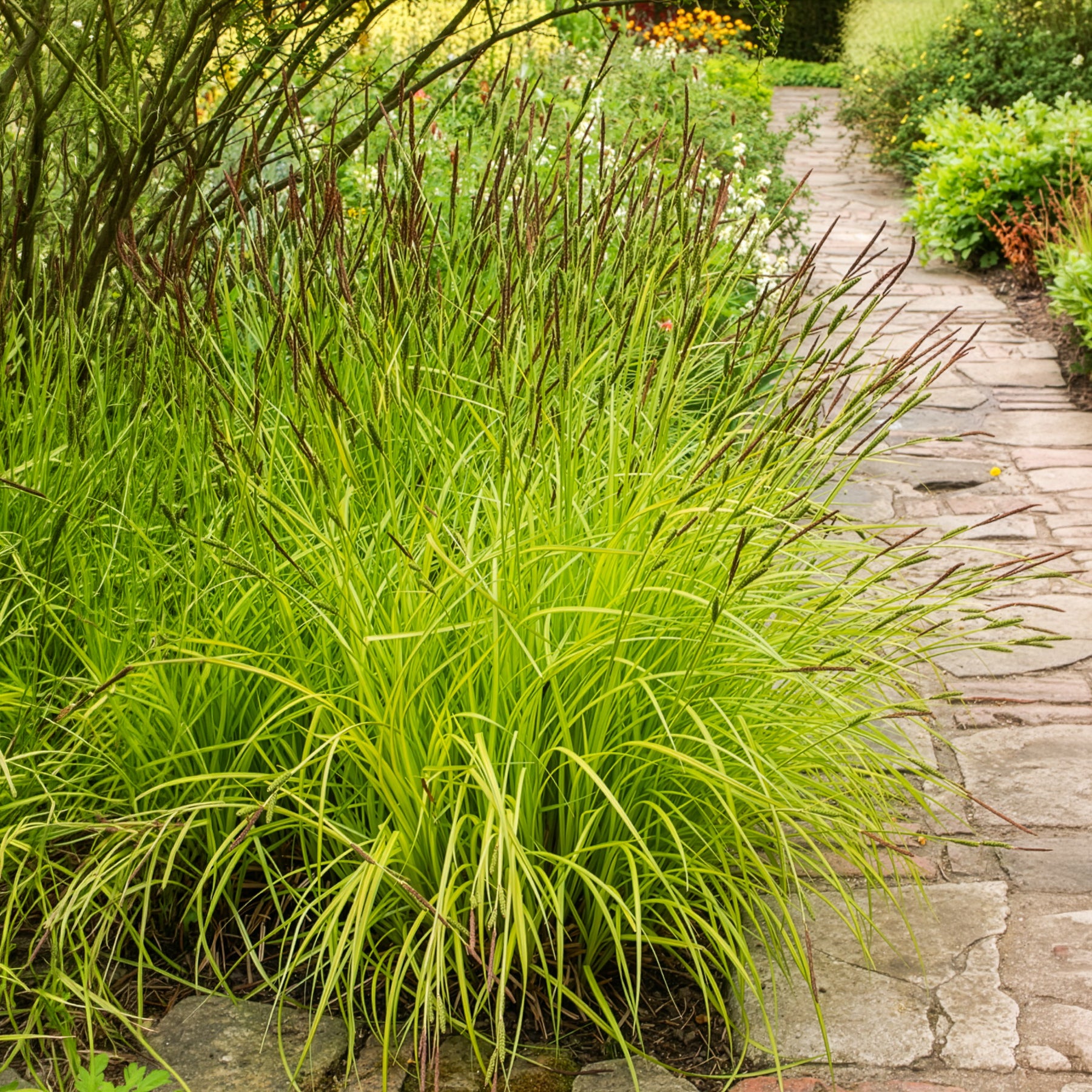 Bakker Laîche dorée Carex Aurea pot 9cm jaune