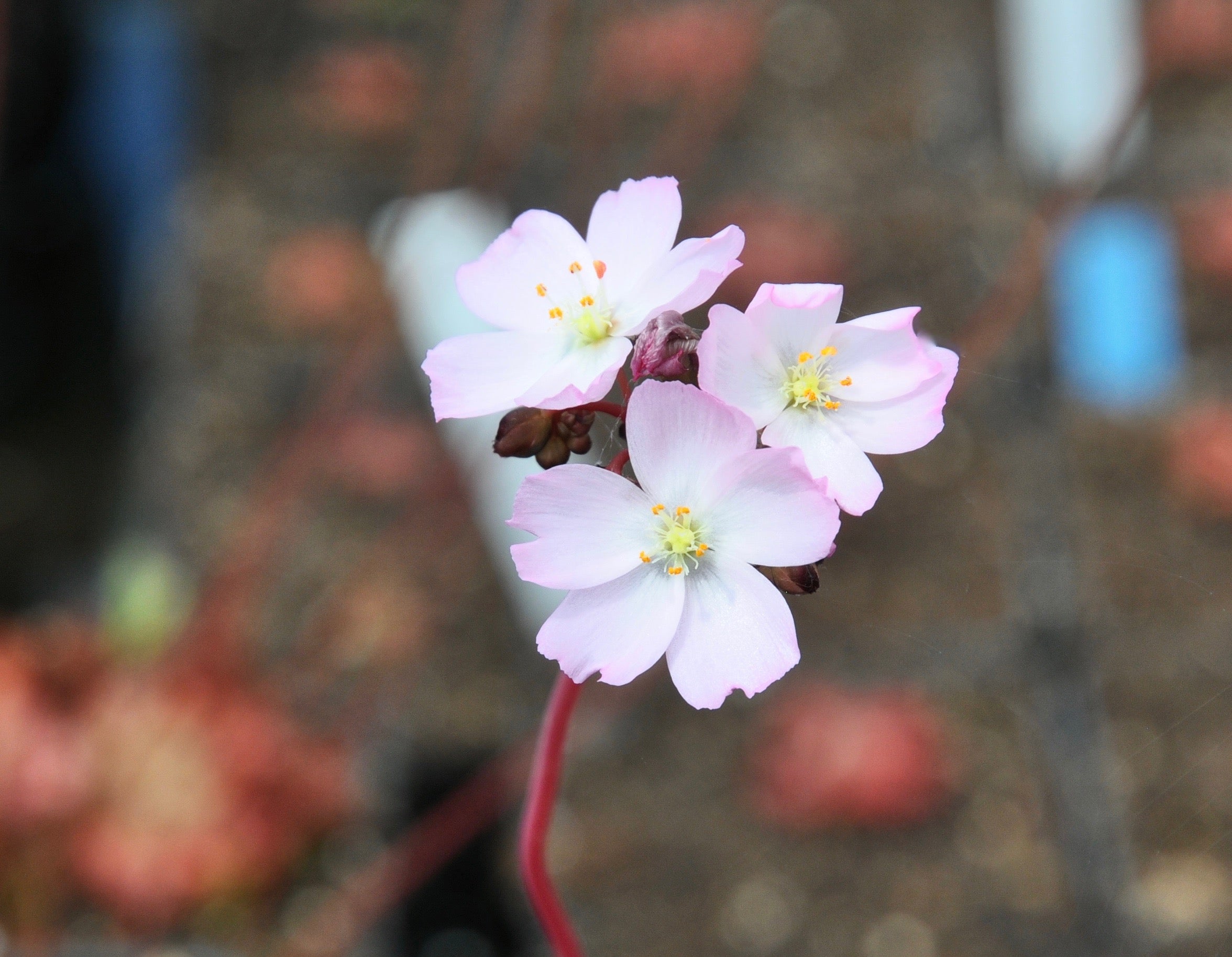 Carniflore Drosera Binata Multifida plante carnivore fleur mauve