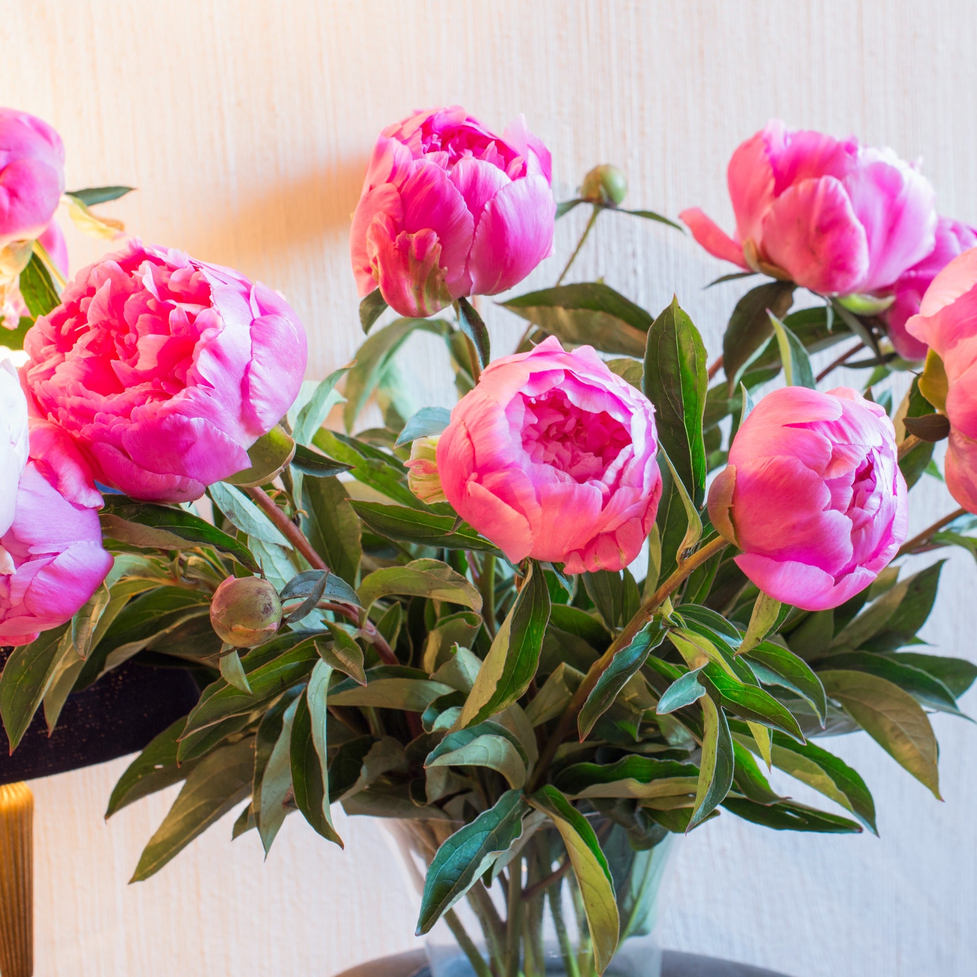 Bakker Jacorma pivoine rose racine nue parfumée