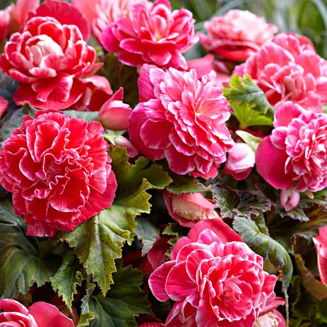 Bakker Begonia Camelia bulbe sachet 5 fuchsia