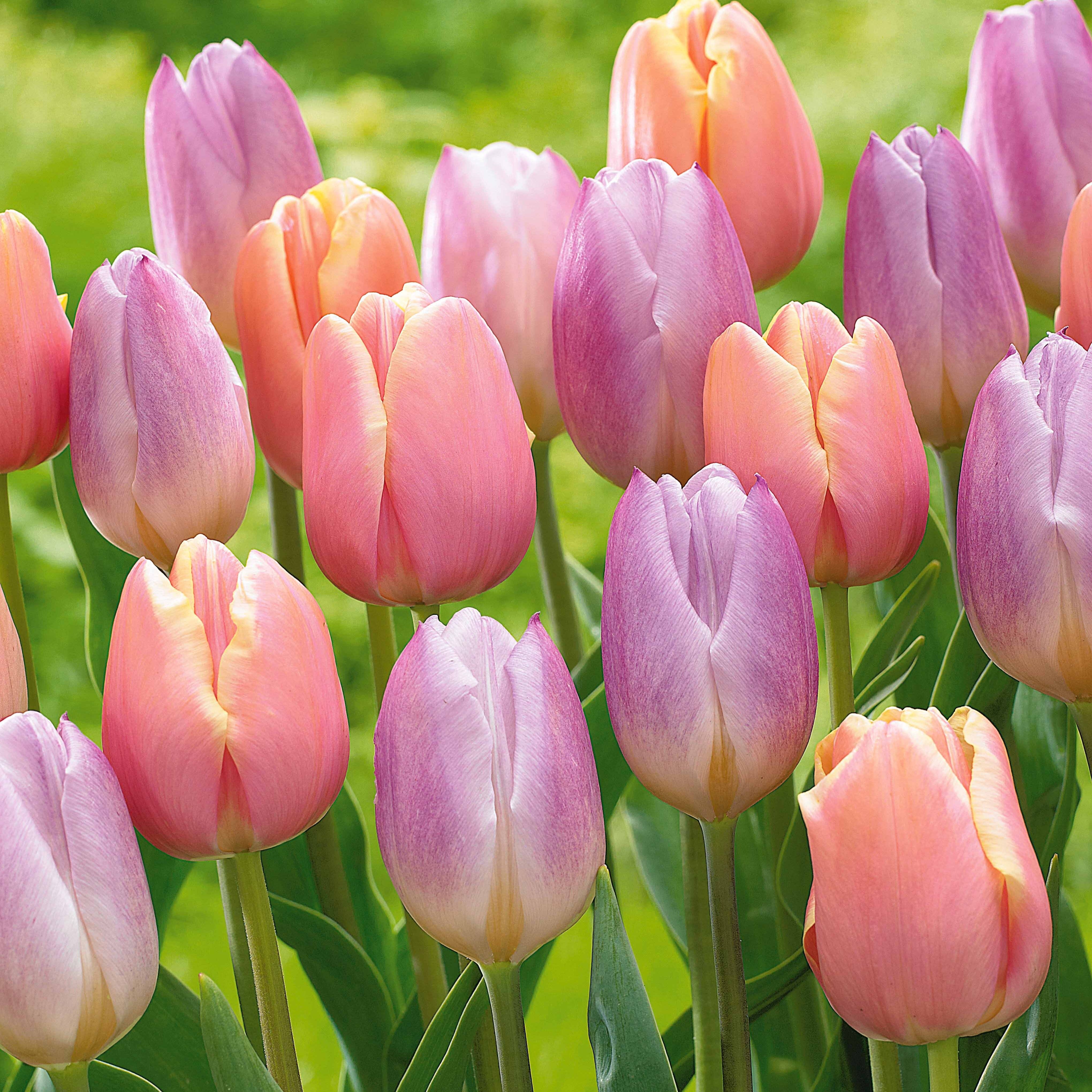 Bakker Tulipes pastel 20 bulbes mélange 11-12cm