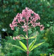 Passion Vivaces Eupatorium maculatum Riesenschirm pot 1L pourpre