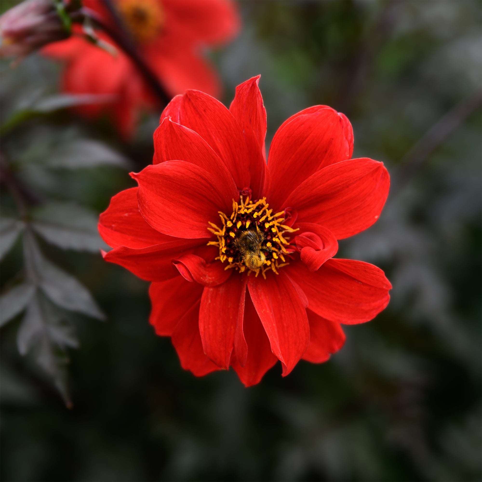 Bakker Dahlia Bishop of Llandaff bulbe calibre I rouge