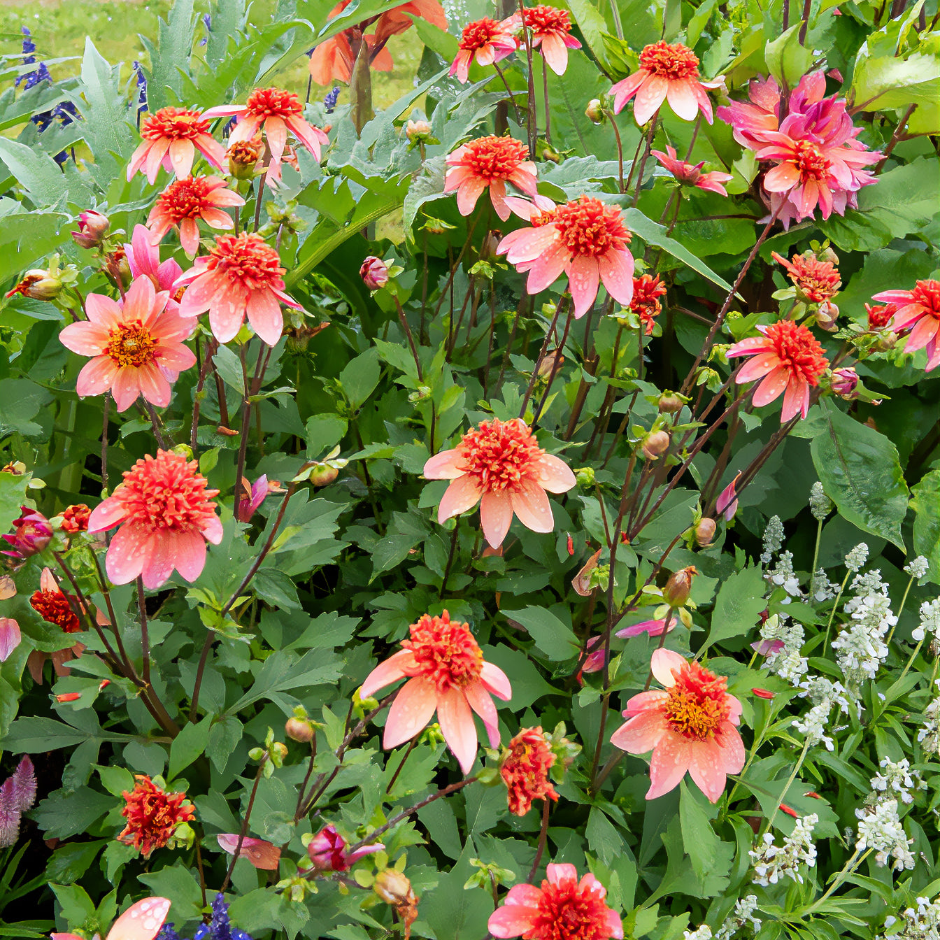 Bakker Dahlia Totally Tangerine anémone orange 3 bulbes