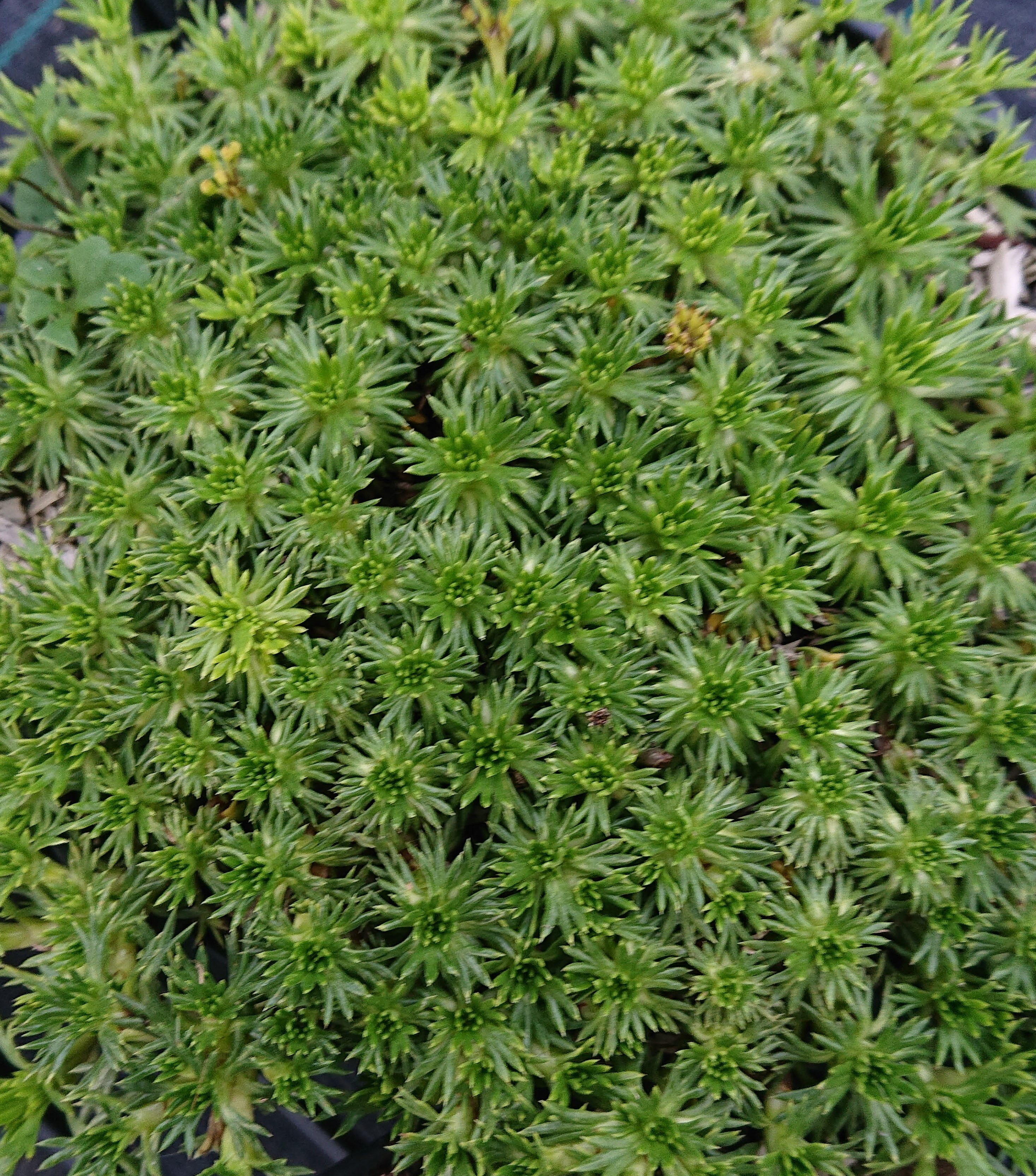 AZORELLA trifurcata Nana plante vivace pot 1L compacte