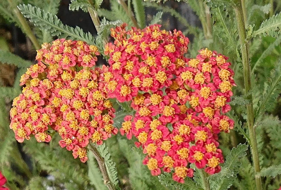 Passion Vivaces Achillea Walter Funcke achillée vivace massif