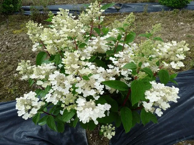 Les Hortensias du Haut Bois Wim's Red hortensia paniculata rouge