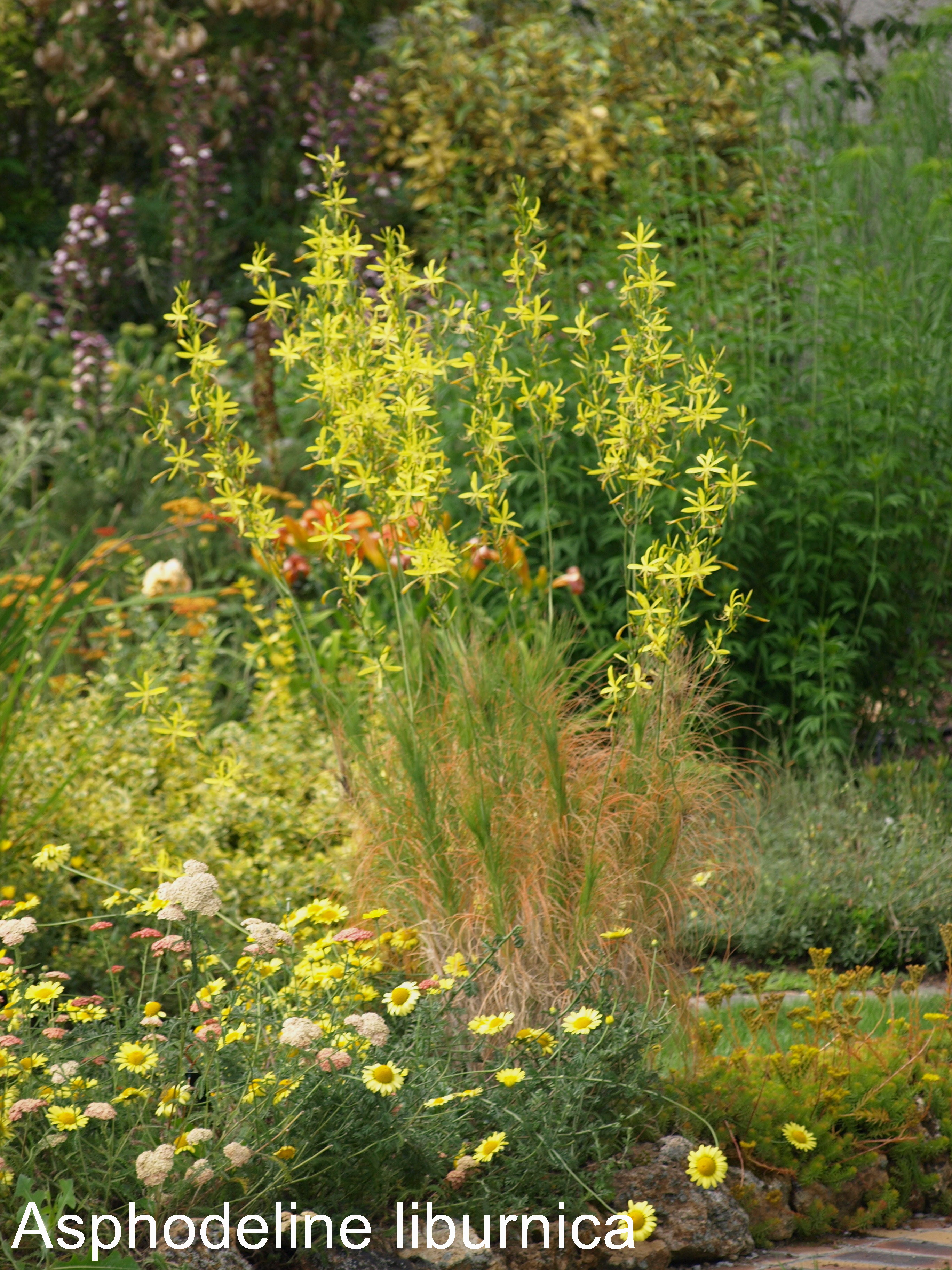 Passion Vivaces Asphodeline liburnica plante vivace jaune citron godet