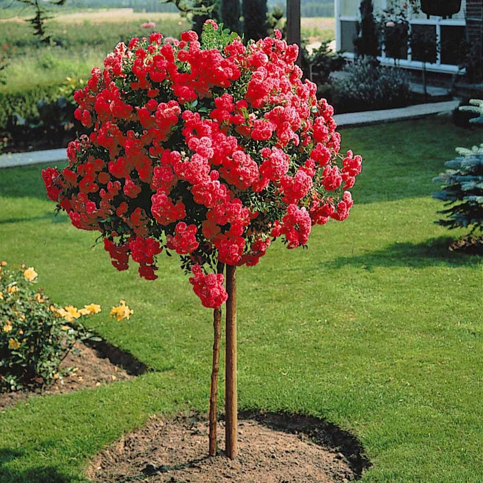 Bakker Rosier pleureur Excelsa tige 140cm rose