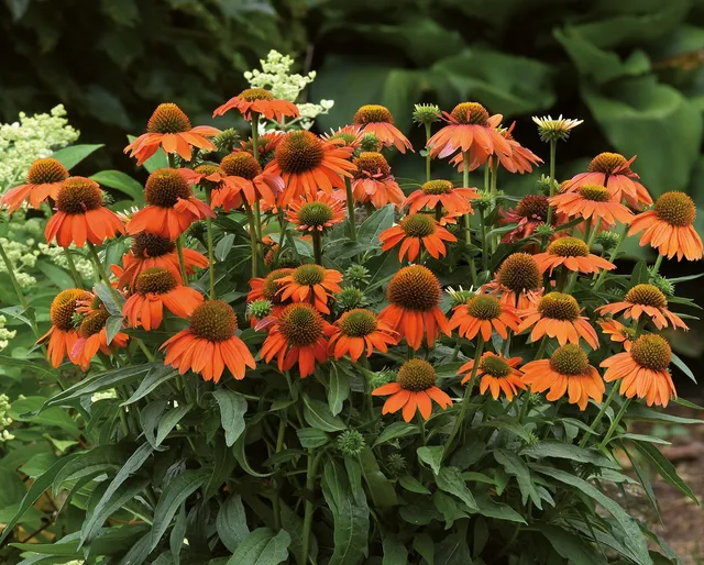 Pépinières Ripoche Echinacea Artisan Soft Orange vivace orange