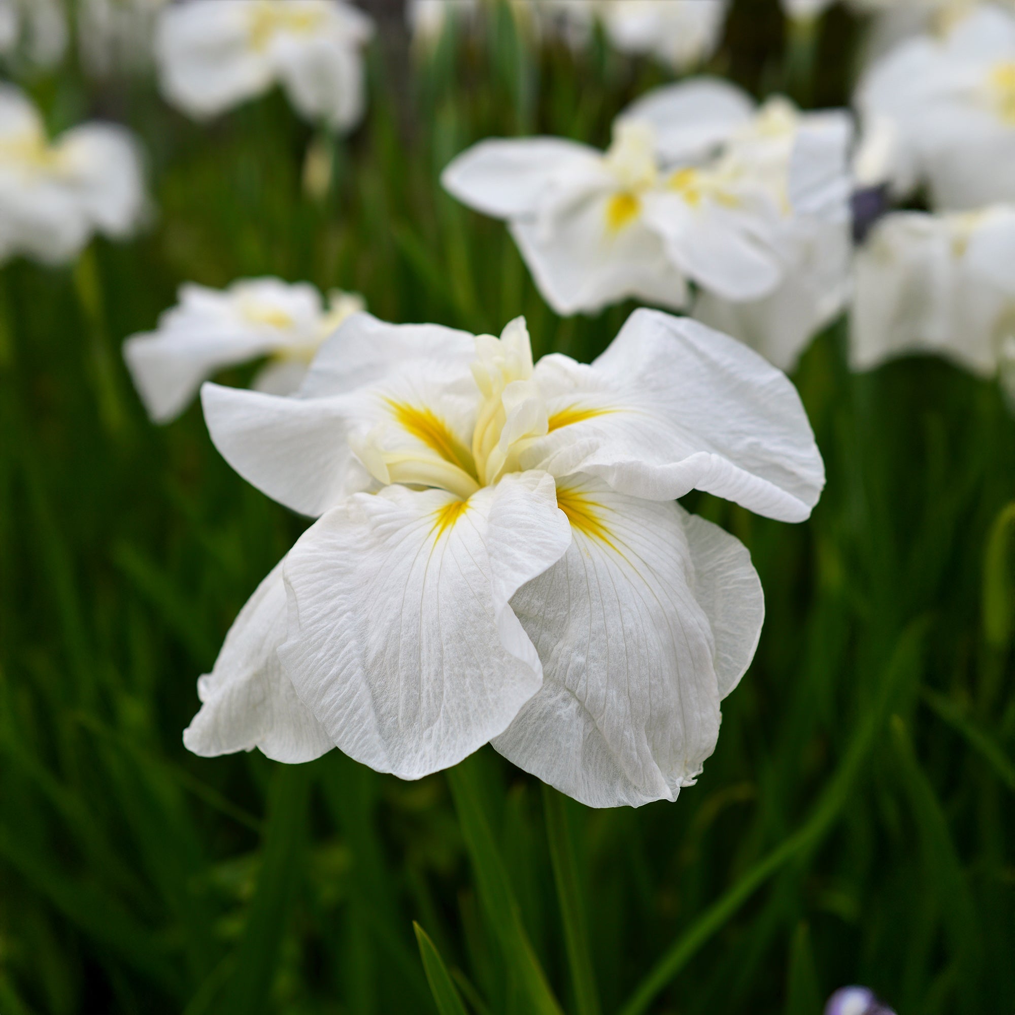 Bakker White Ladies iris du Japon blanc pot 8 cm