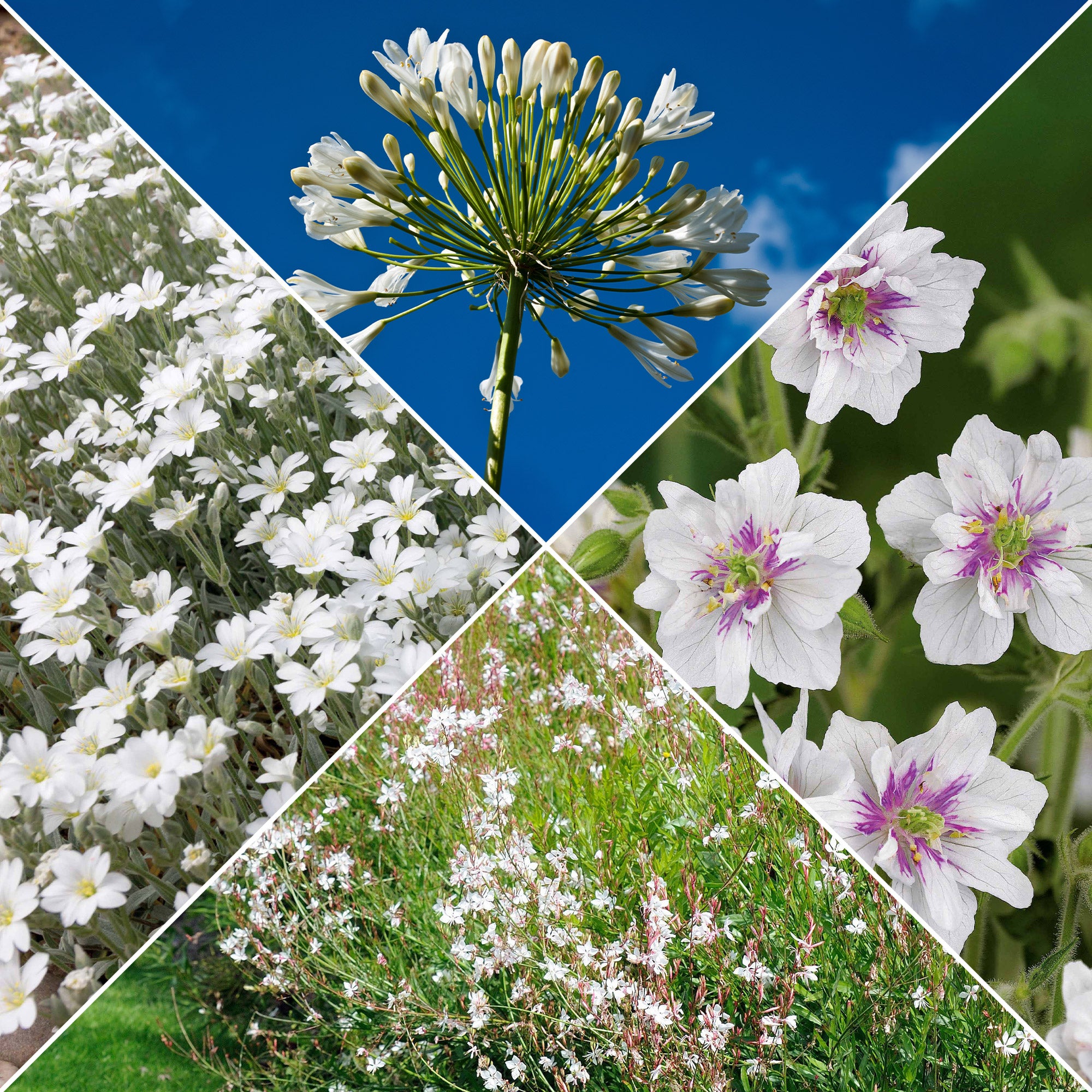 Bakker Terrasses Collection 9 vivaces fleurs blanches racines nues