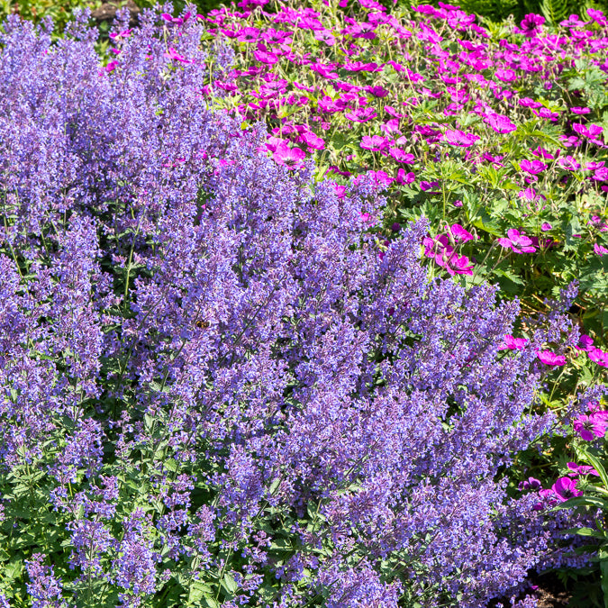 Bakker Nepeta Junior Walker vivace violette pot 9 cm