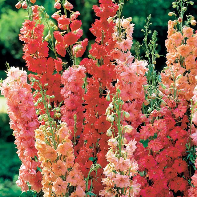 Bakker Delphiniums rouges en mélange vivace 3 racines nues