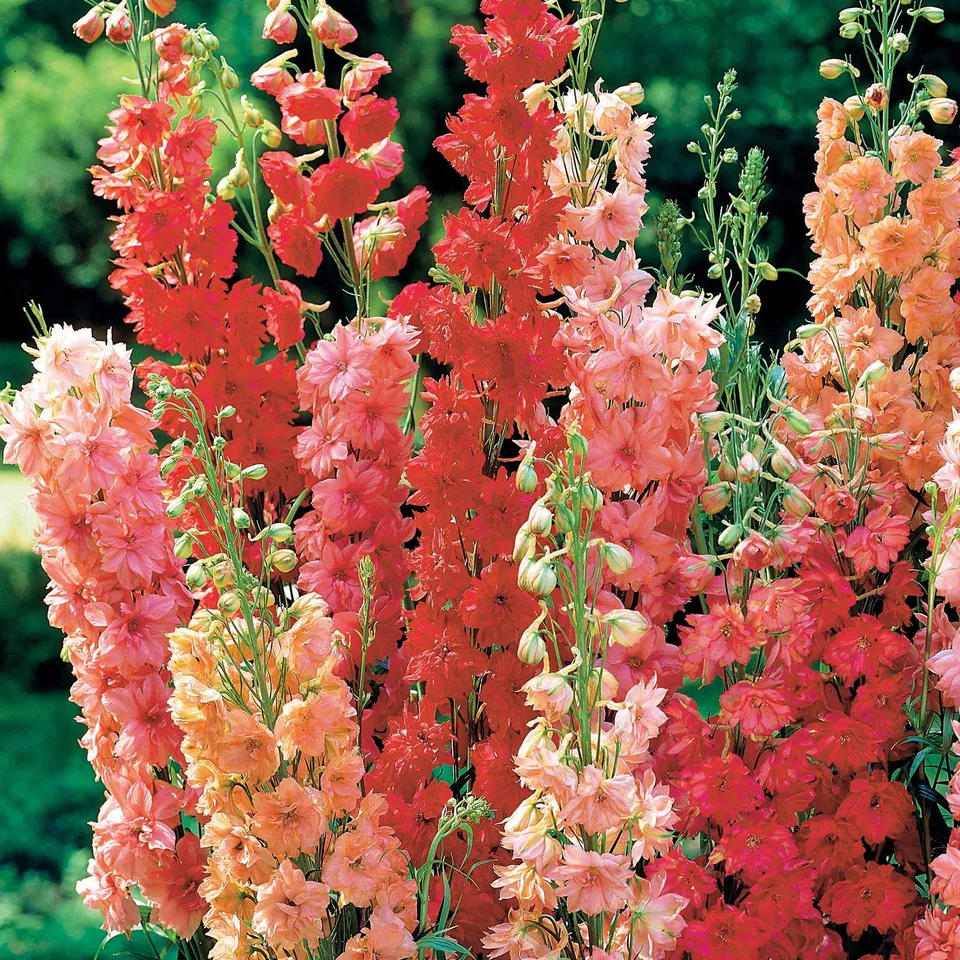 Bakker Delphiniums rouges en mélange vivace 3 racines nues