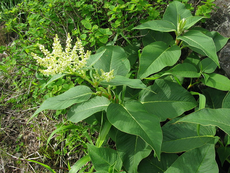 Passion Vivaces Persicaria weyrichii renouée blanc crème