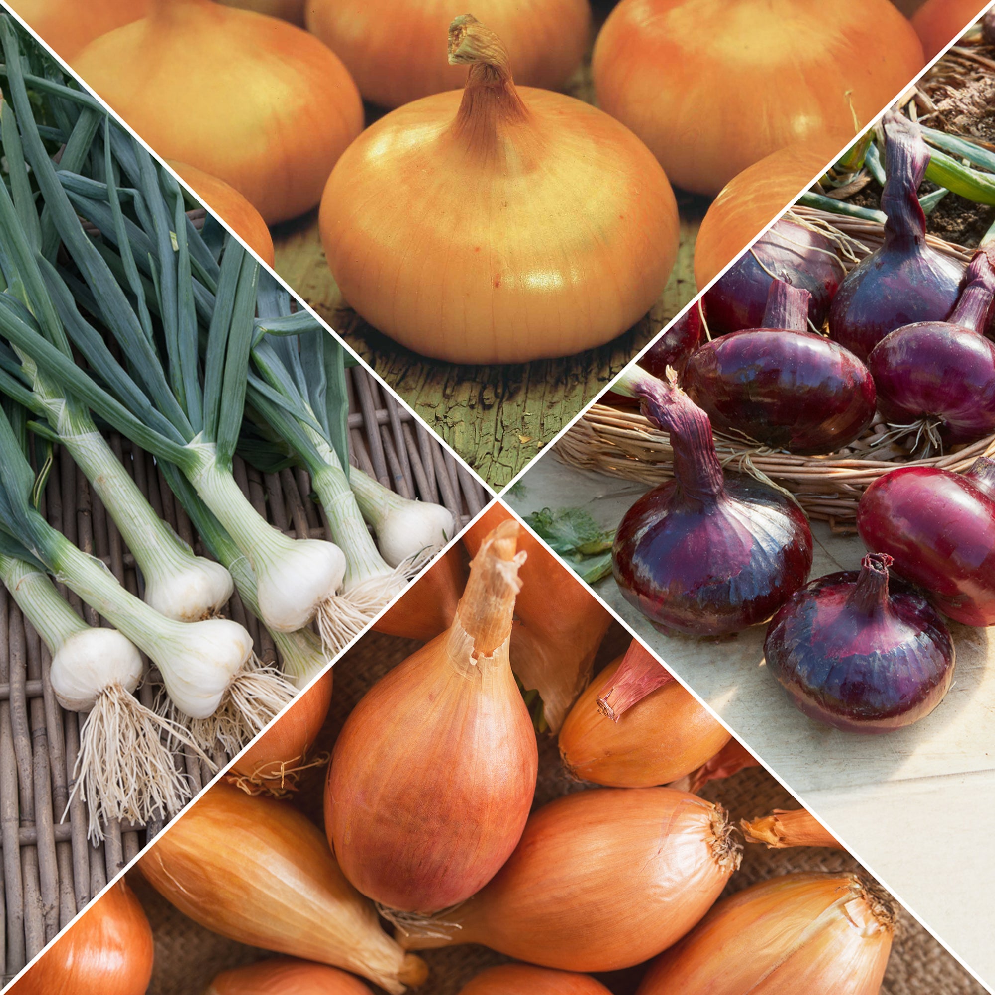 Bakker Potager Oignons collection graine 4 sachets