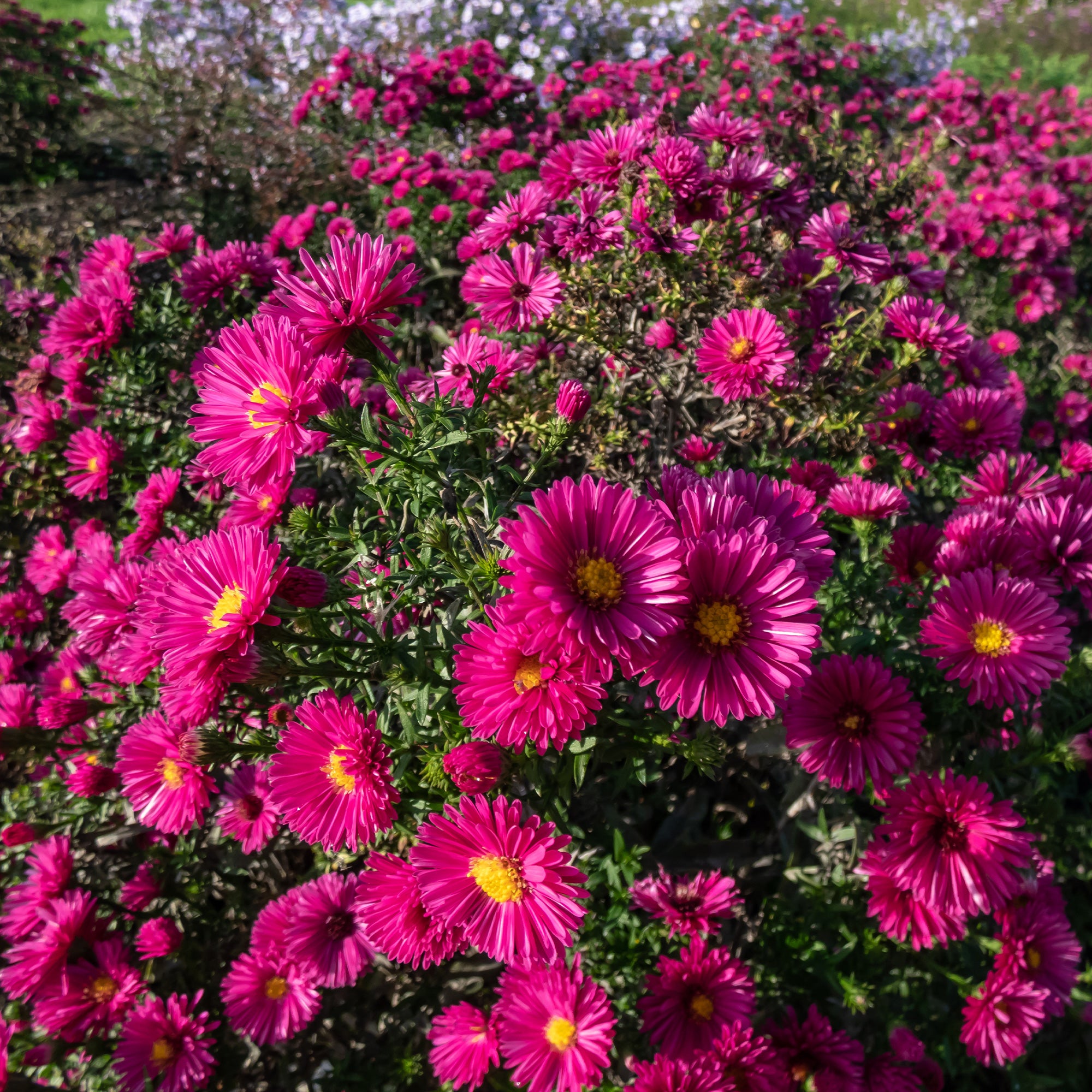 Bakker Aster Jenny nain fuchsia pot 9cm