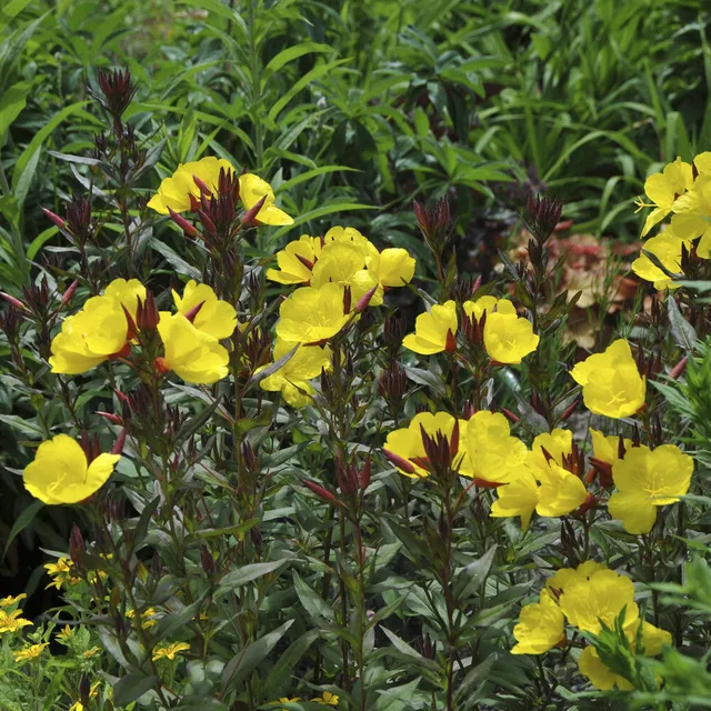 Bakker Oenothère Sonnenwende onagre fleur jaune pot Ø 9cm