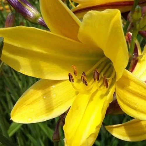 Bakker Hémérocalle Lemon Bells vivace pot Ø 9cm jaune