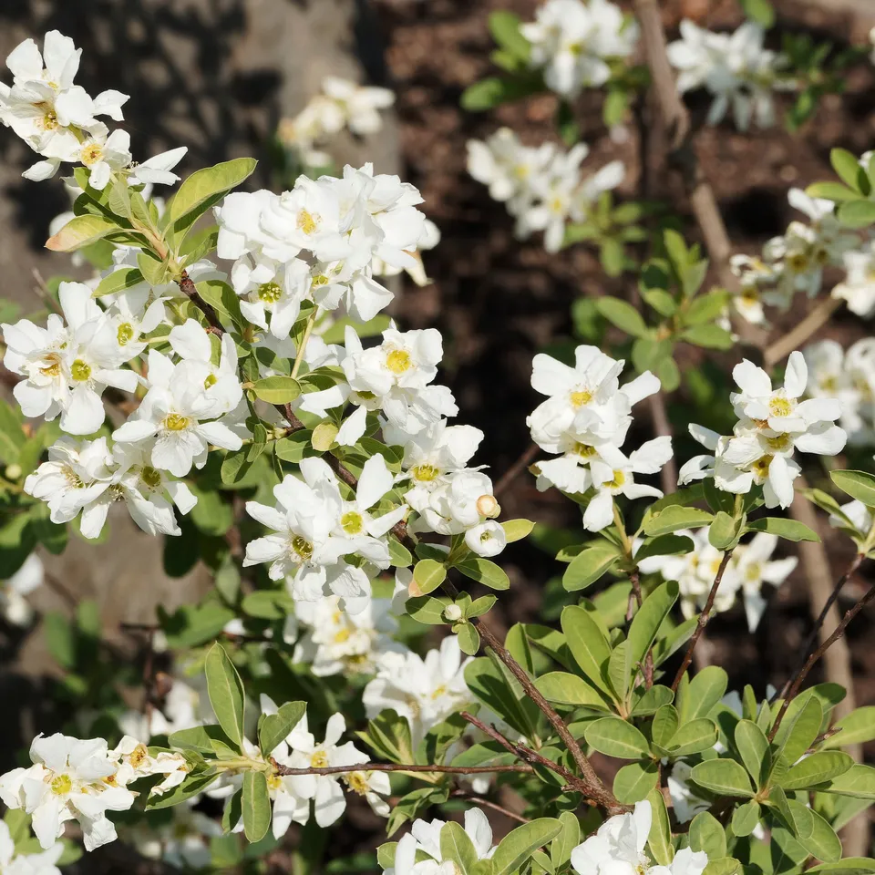 Bakker Exochorda The Bride arbuste blanc pot 2L