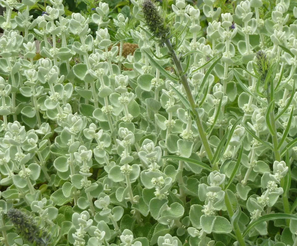 Ballota pseudodictamnus Compact Form pot 1 L argenté