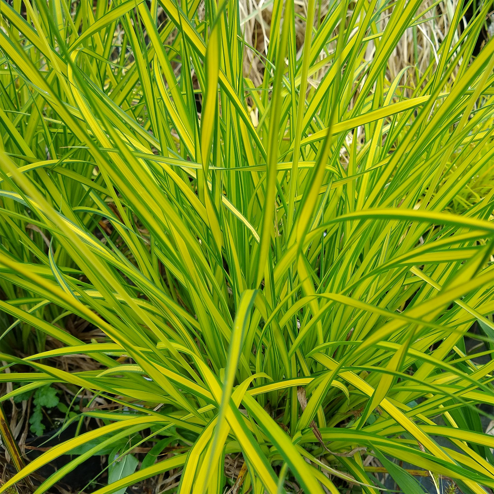 Bakker Laîche dorée Carex Aurea pot 9cm jaune