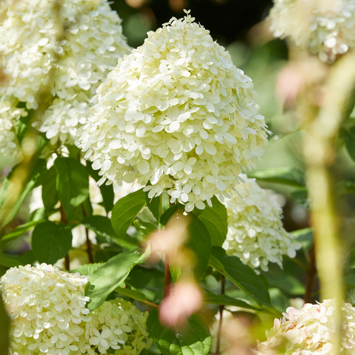 Bakker Limelight hortensia sur tige pot 3L vert citron