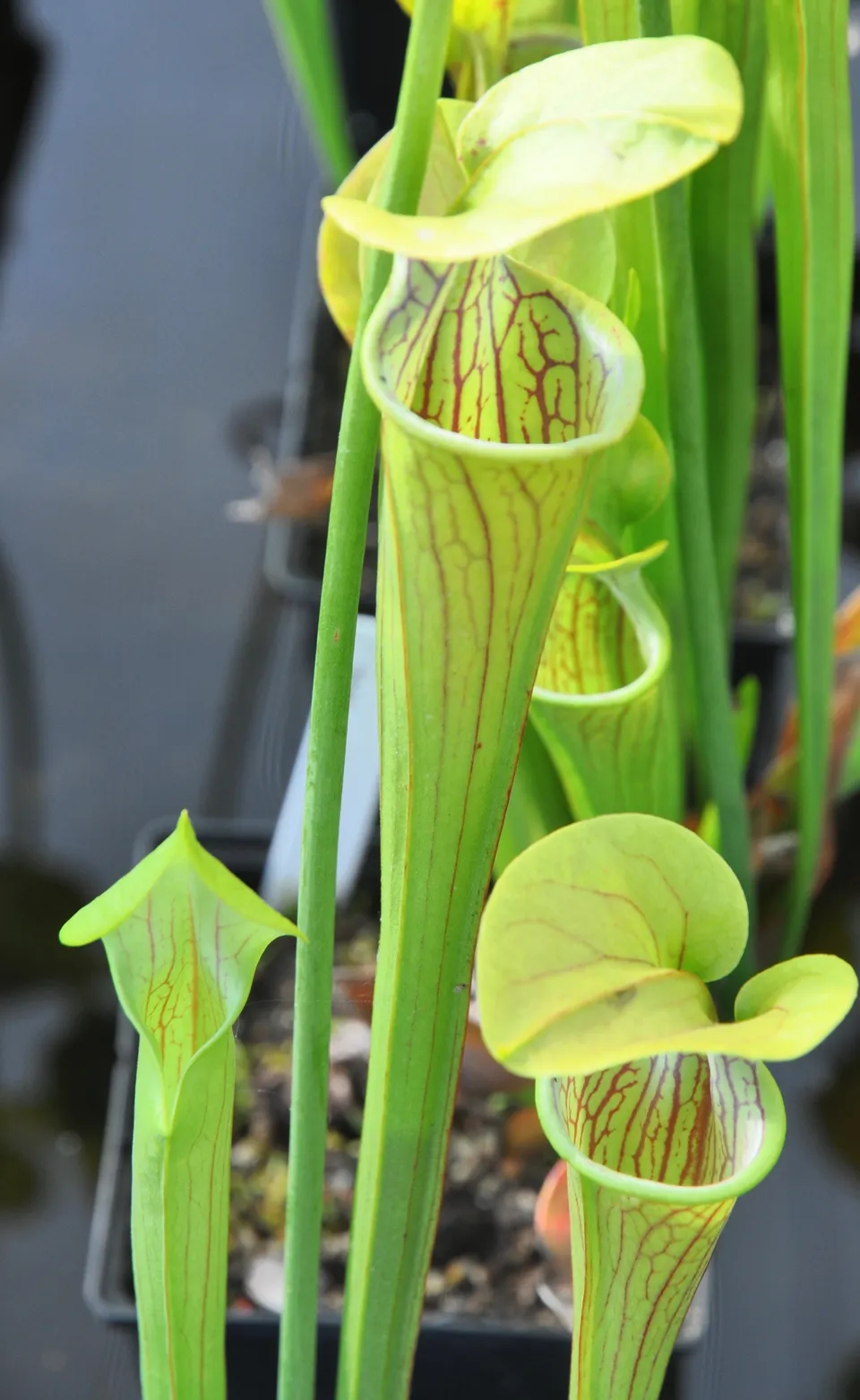 Carniflore Sarracenia oreophila var. oreophila plante carnivore adulte