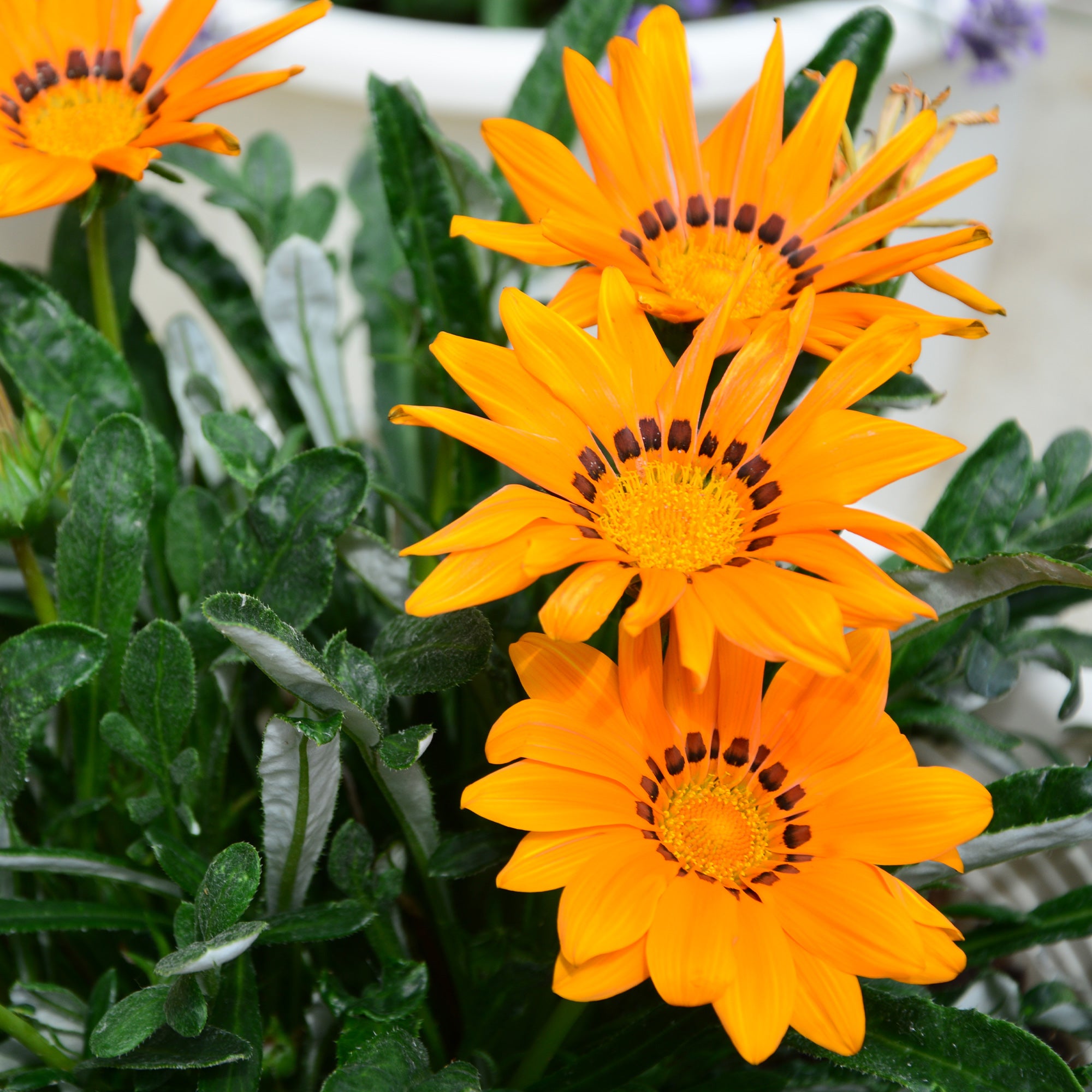Bakker Gazania orange fleur pot Ø 10,5 cm soleil