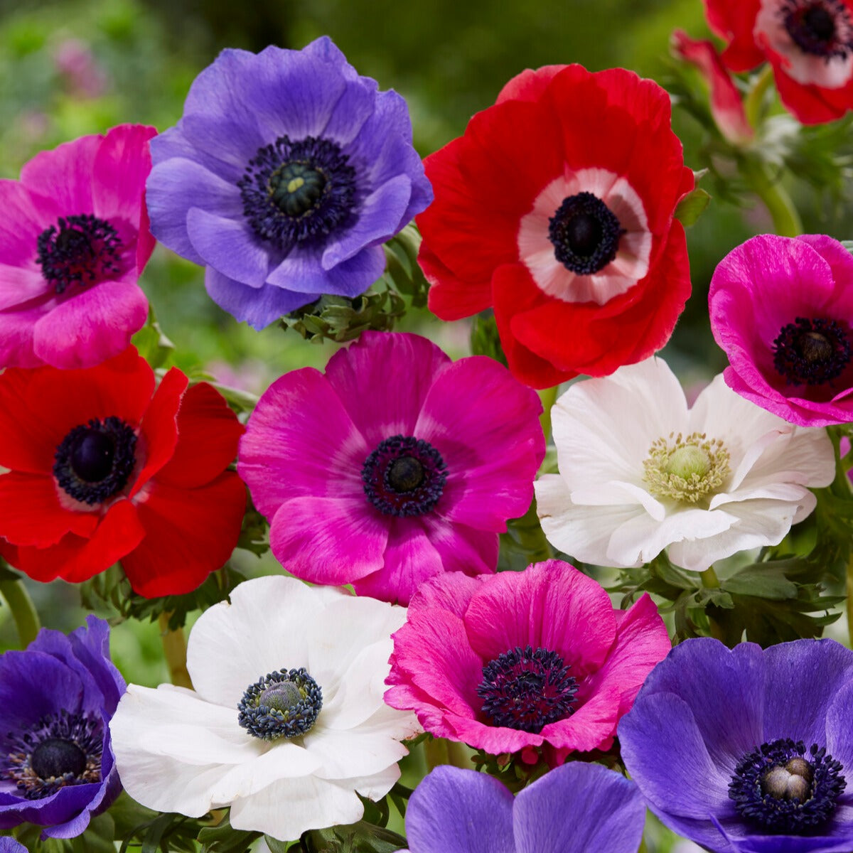Bakker Pack bulbes à fleurs 312 bulbes massif et pot