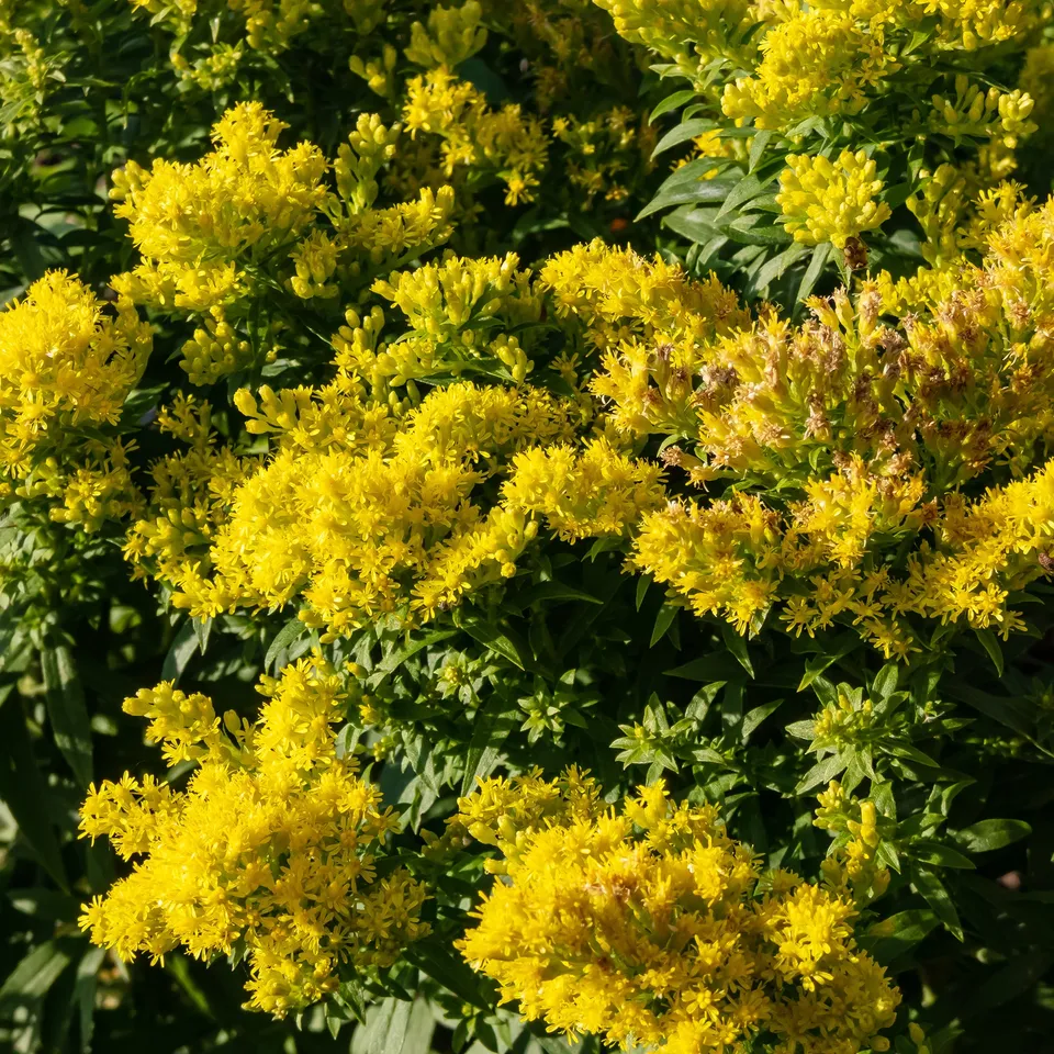 Bakker Solidago Golden Mosa vivace jaune pot Ø9cm