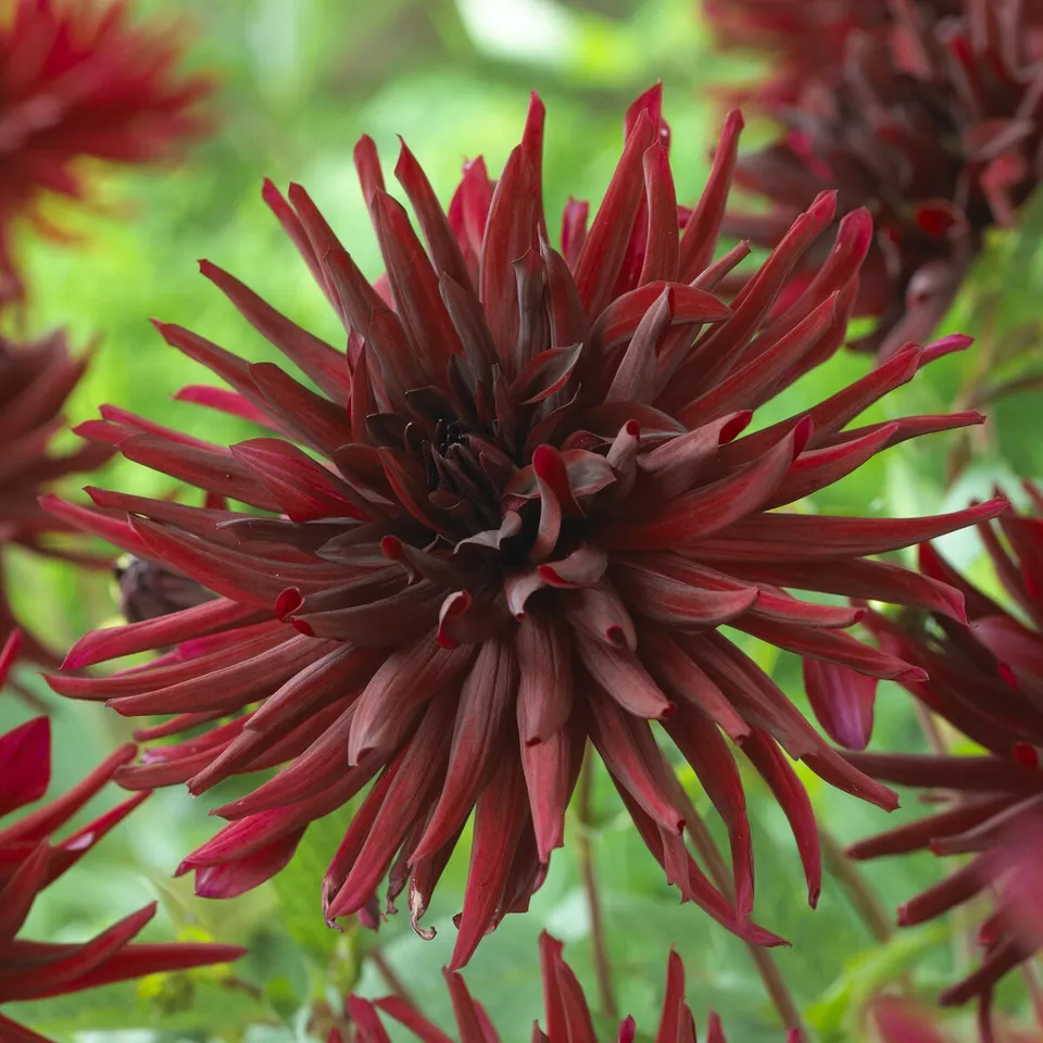 Bakker Dahlia Black Narcissus cactus rouge sachet 3 bulbes
