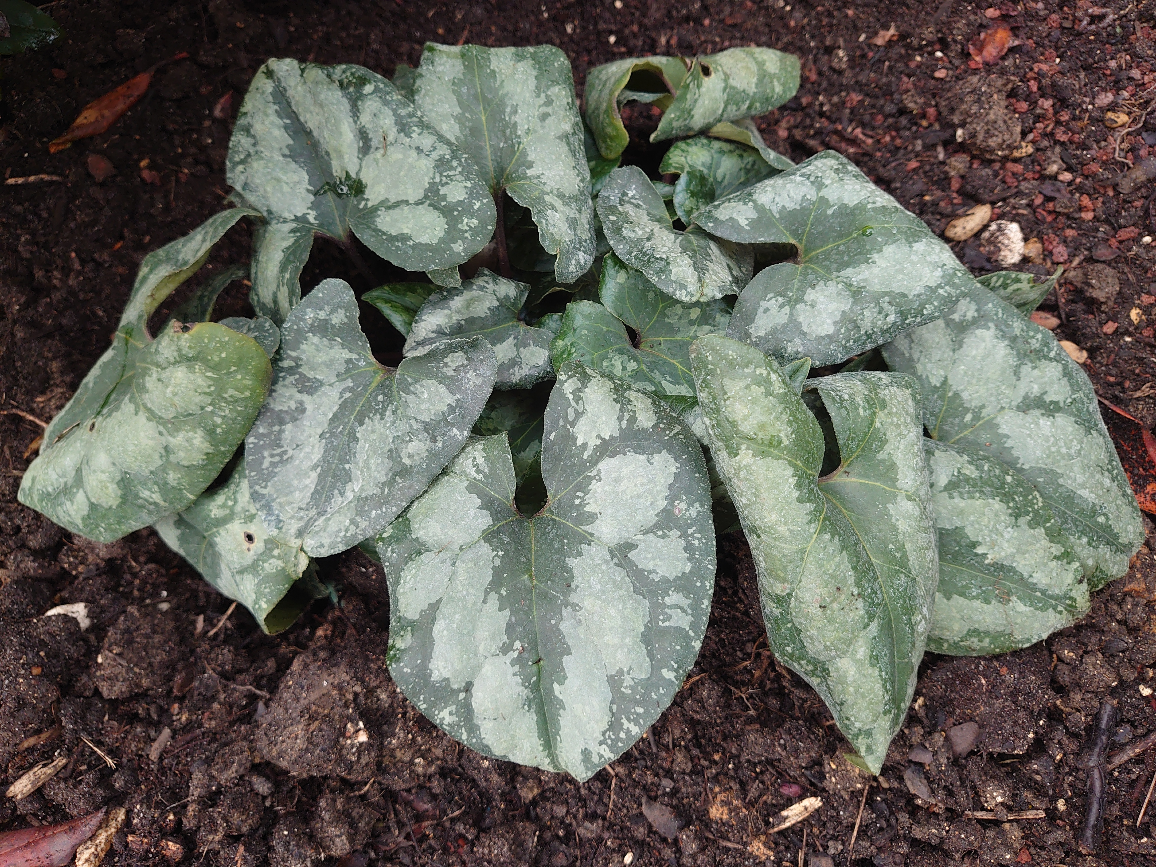 Passion Vivaces Asarum maximum Ling Ling plante godet persistante