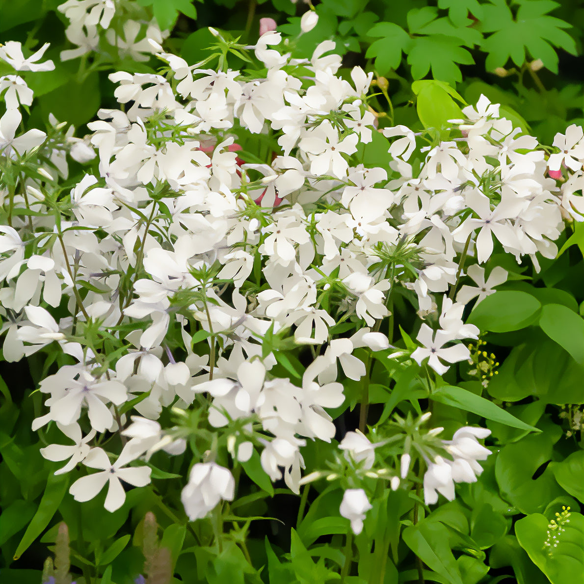Bakker Phlox divaricata May Breeze vivace pot 8cm blanc