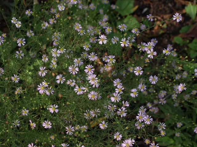 Passion Vivaces ASTER Madame Pessy aster vivace godet blanc rosé