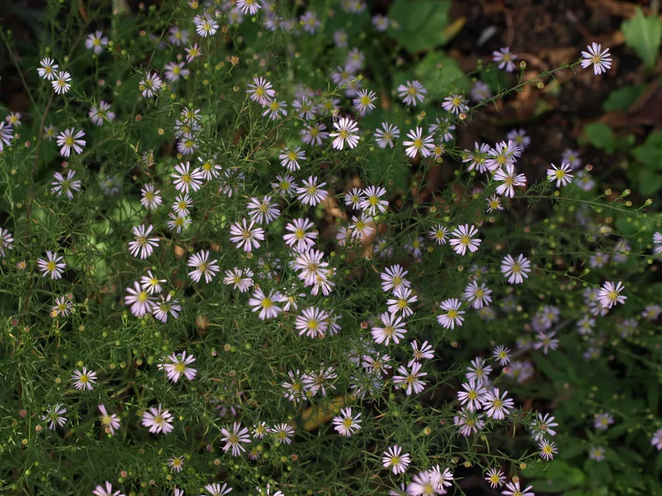 Passion Vivaces ASTER Madame Pessy aster vivace godet blanc rosé