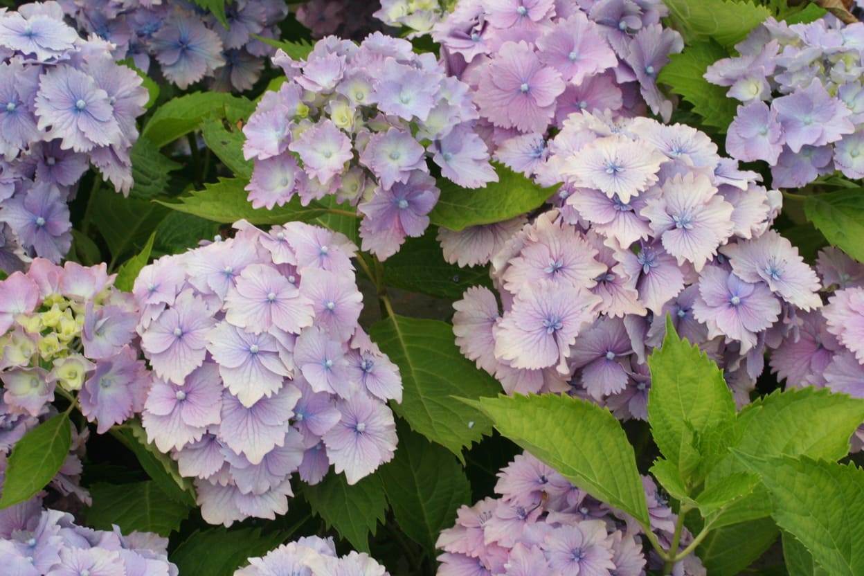 Les Hortensias du Haut Bois Lancelot hortensia rond rose