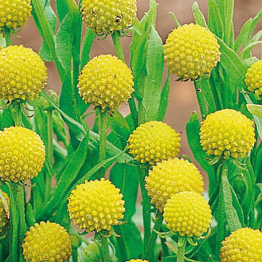 Bakker Potager et Graines Cephalophora Pineapples graines fleurs 0,1g